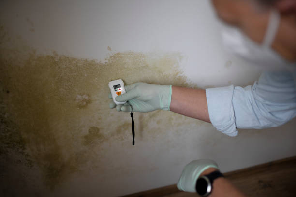 Best DIY Mold Remediation Support Services in Wray, CO